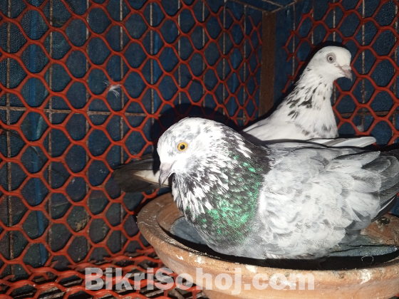 এক জোড়া ডিম পারা কবুতর বিক্রি হবে